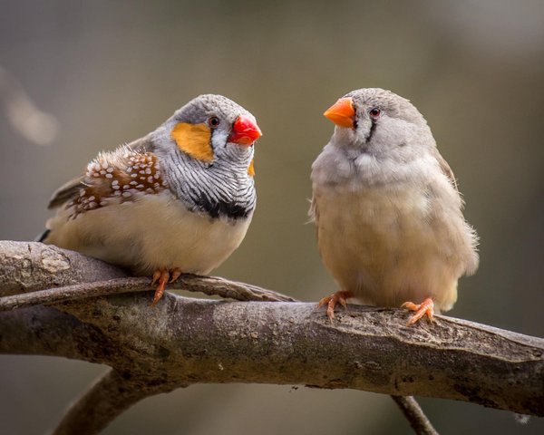 Diamant mandarin : une race d'oiseau unique