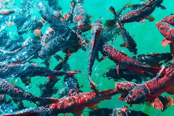 Que savoir des comportements des poissons?