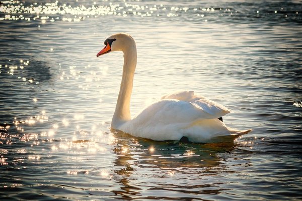 Comment mettre en œuvre des pratiques de pêche durable dans les petits lacs et rivières ?